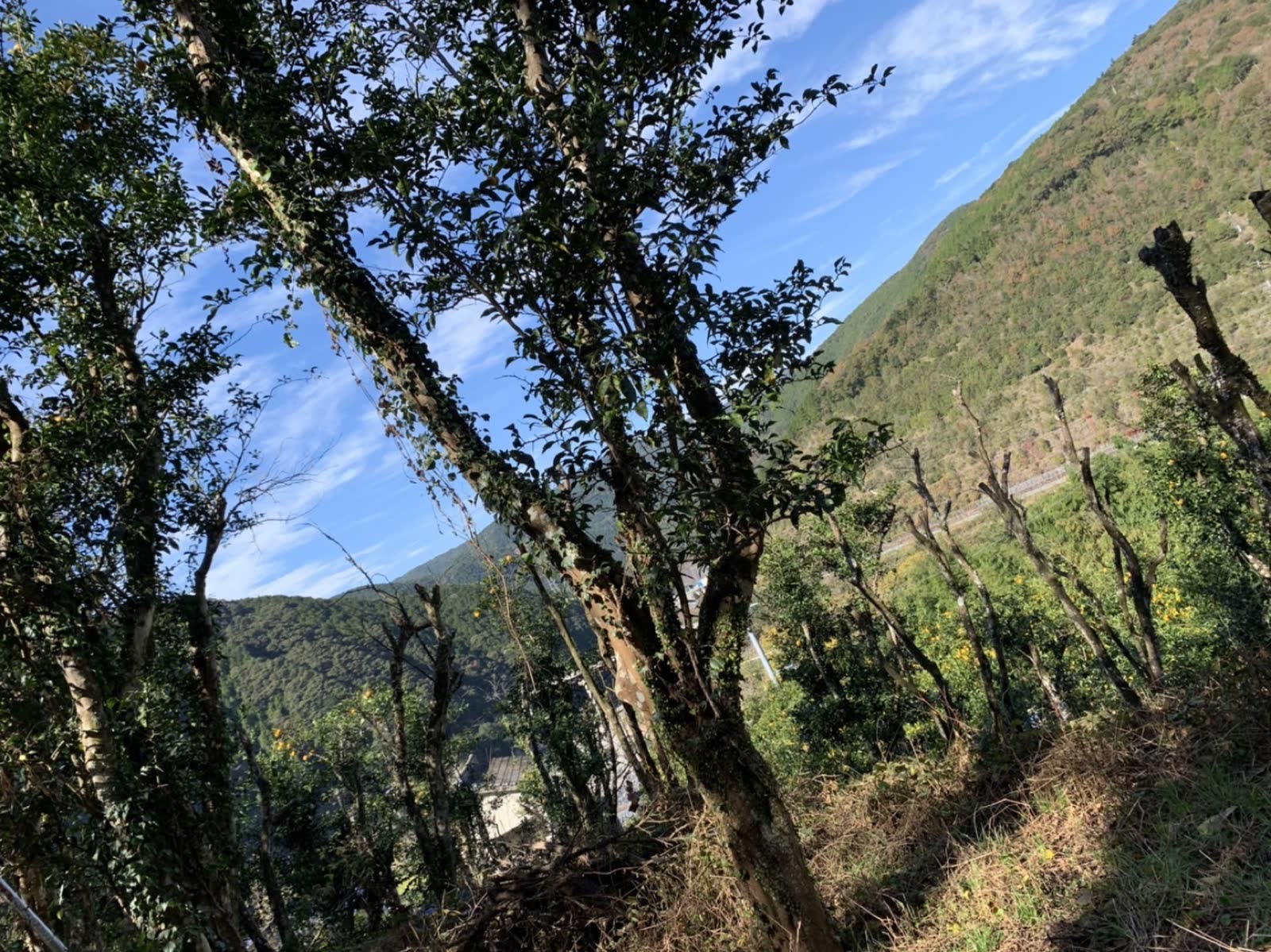 柚子畑×山岳の遠景